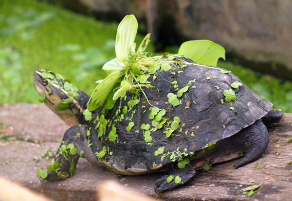 AmboinaScharnierschildkröte oder Malayische Scharnierschildkröte